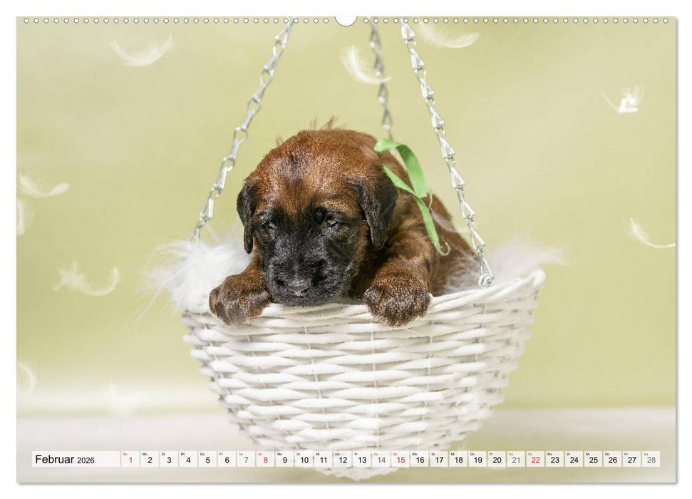 Berger de Brie - Welpen (CALVENDO Premium Wandkalender 2026)