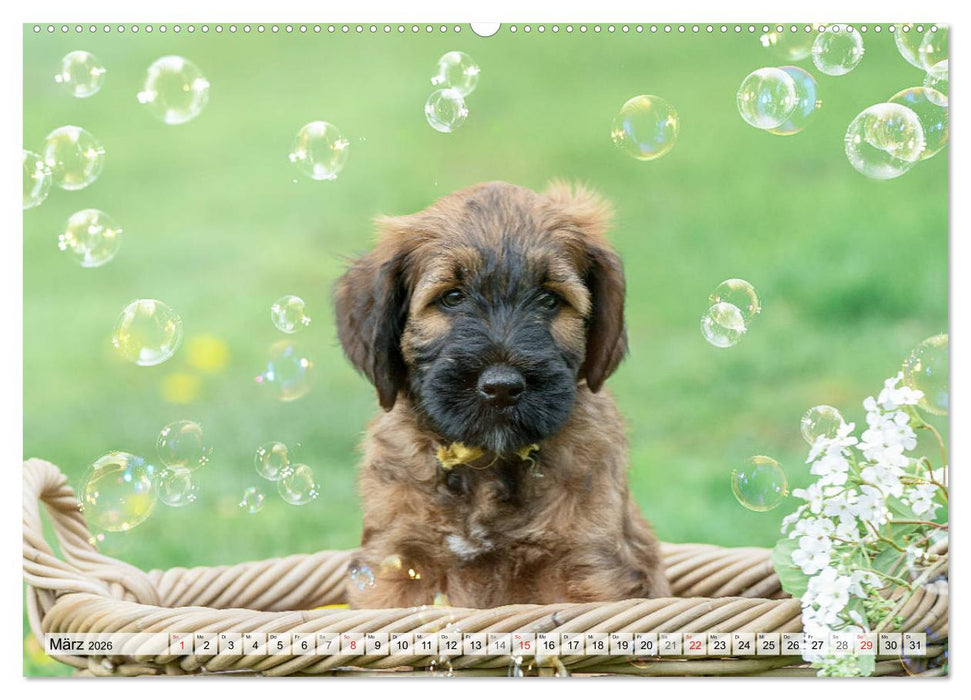 Berger de Brie - Welpen (CALVENDO Premium Wandkalender 2026)