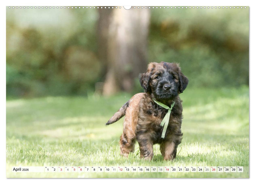 Berger de Brie - Welpen (CALVENDO Premium Wandkalender 2026)