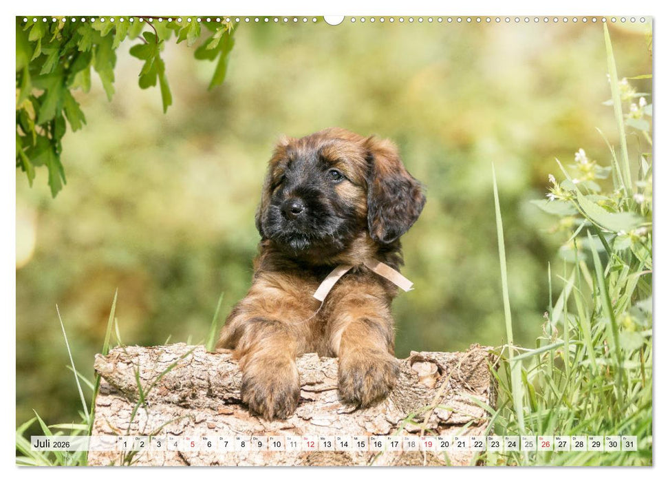 Berger de Brie - Welpen (CALVENDO Premium Wandkalender 2026)