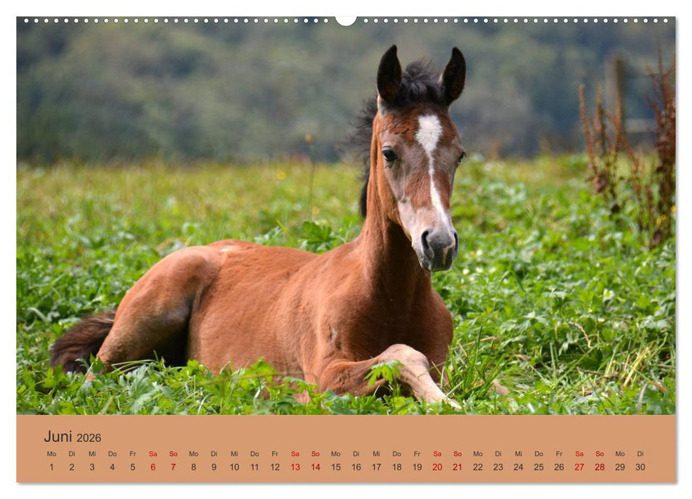 Die lieben Kleinen ... Tierkinder einfach zum Knuddeln (CALVENDO Premium Wandkalender 2026)