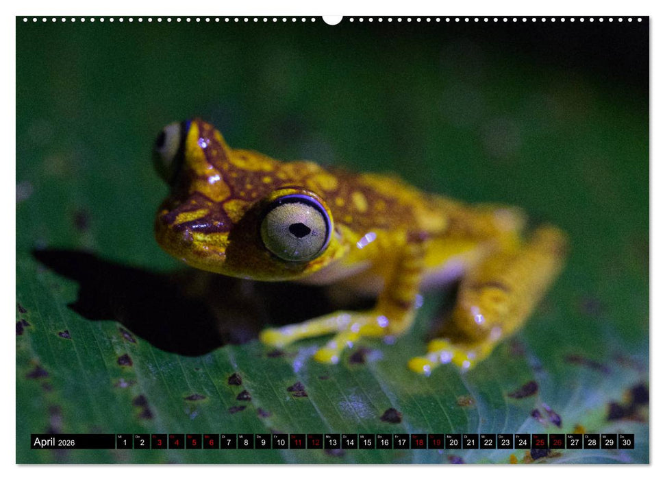 Traumwelt Ecuador (CALVENDO Premium Wandkalender 2026)