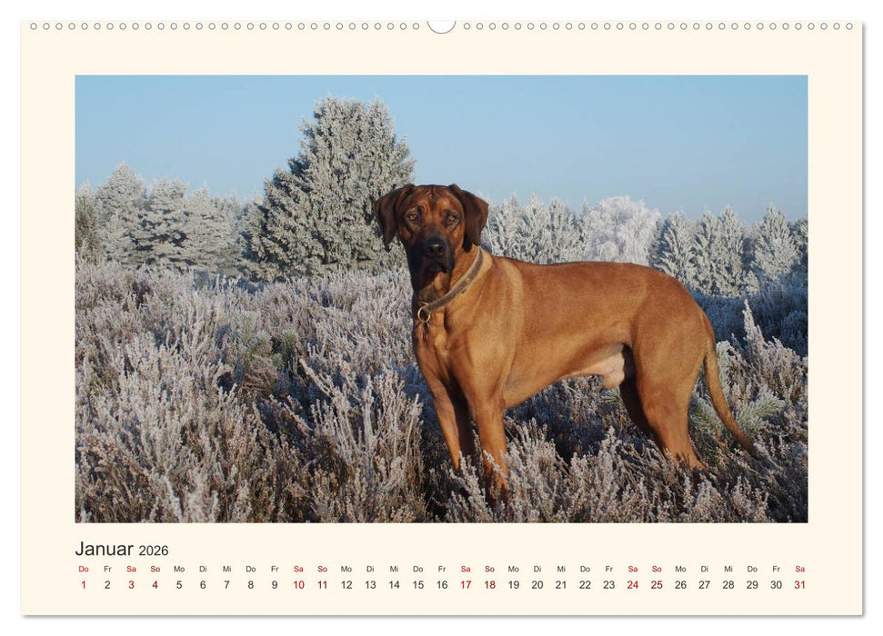 Rhodesian Ridgeback Power aus Südafrika (CALVENDO Premium Wandkalender 2026)