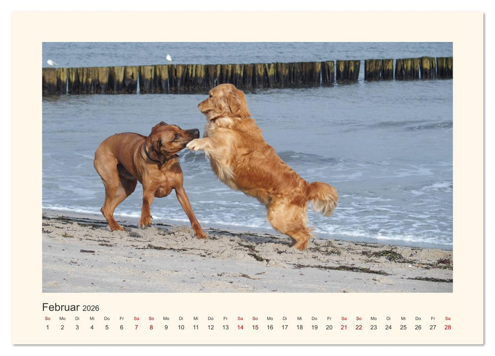 Rhodesian Ridgeback Power aus Südafrika (CALVENDO Premium Wandkalender 2026)