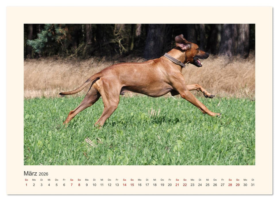 Rhodesian Ridgeback Power aus Südafrika (CALVENDO Premium Wandkalender 2026)