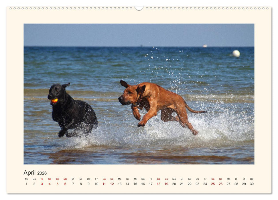 Rhodesian Ridgeback Power aus Südafrika (CALVENDO Premium Wandkalender 2026)
