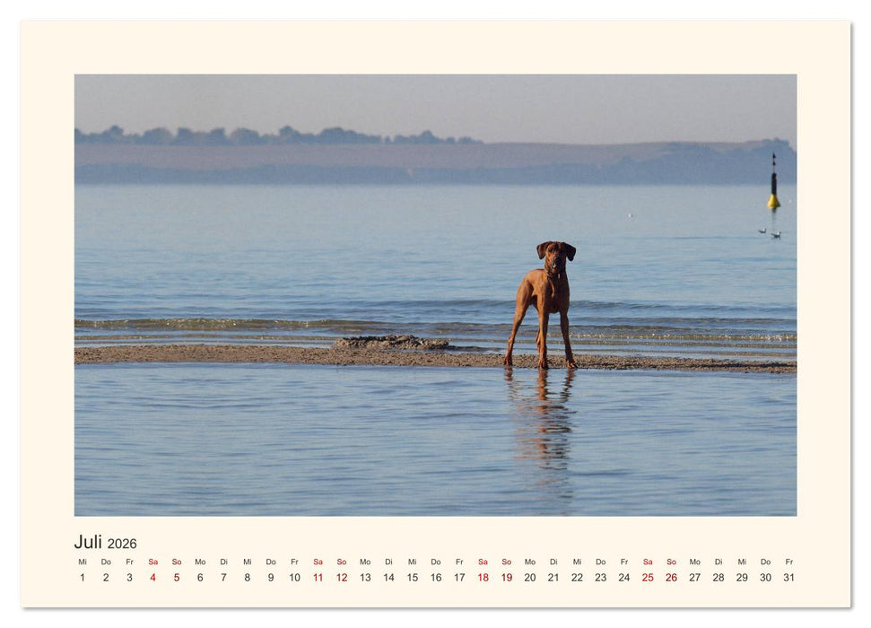Rhodesian Ridgeback Power aus Südafrika (CALVENDO Premium Wandkalender 2026)