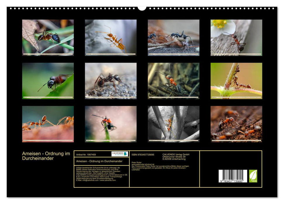 Ameisen - Ordnung im Durcheinander (CALVENDO Premium Wandkalender 2026)