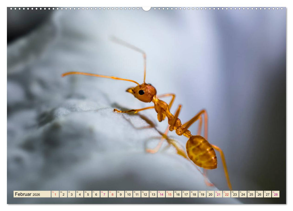 Ameisen - Ordnung im Durcheinander (CALVENDO Premium Wandkalender 2026)