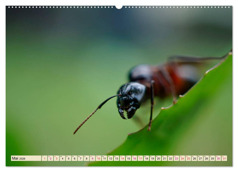 Ameisen - Ordnung im Durcheinander (CALVENDO Premium Wandkalender 2026)