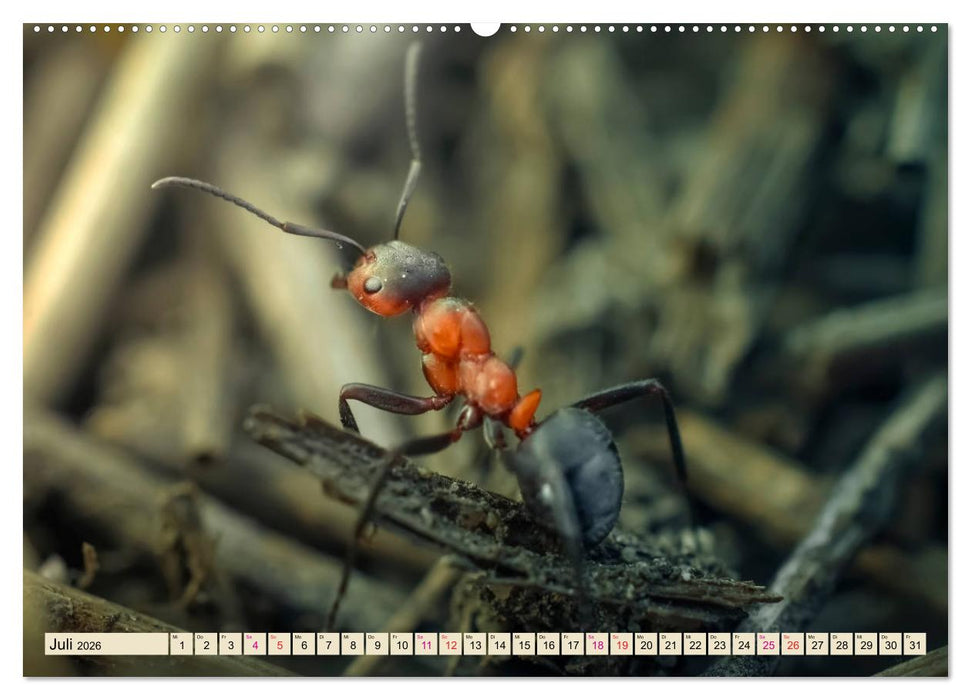 Ameisen - Ordnung im Durcheinander (CALVENDO Premium Wandkalender 2026)