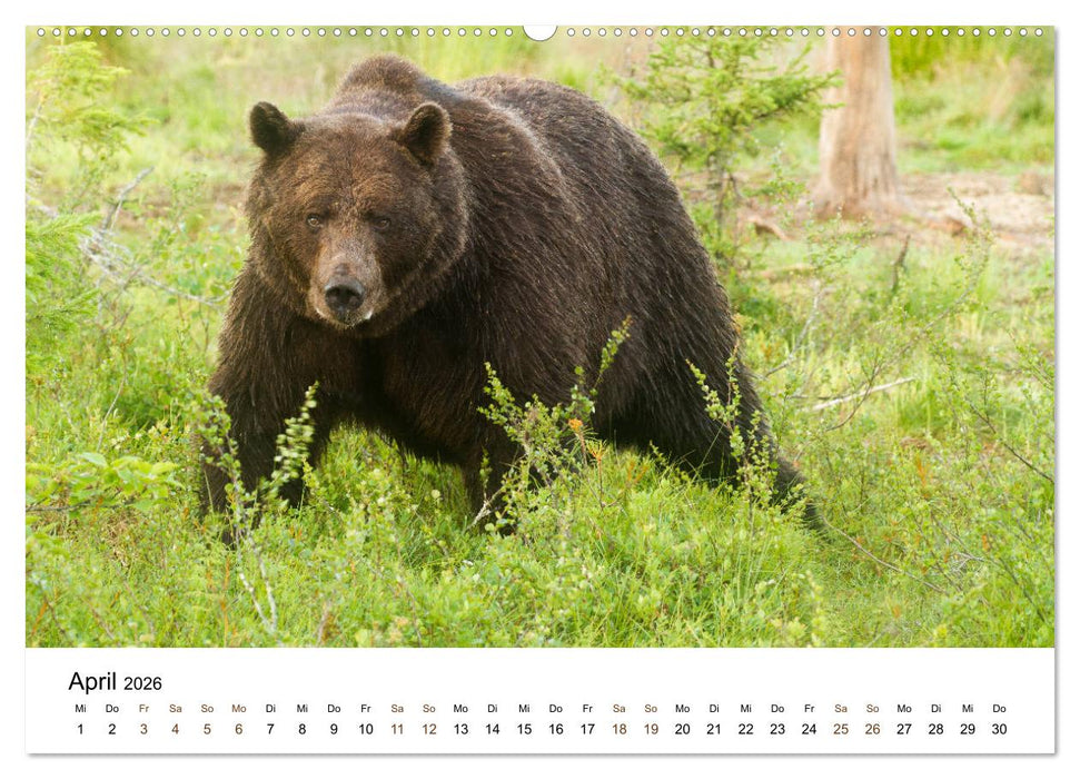 Finnland: eine tierische Entdeckungsreise (CALVENDO Premium Wandkalender 2026)
