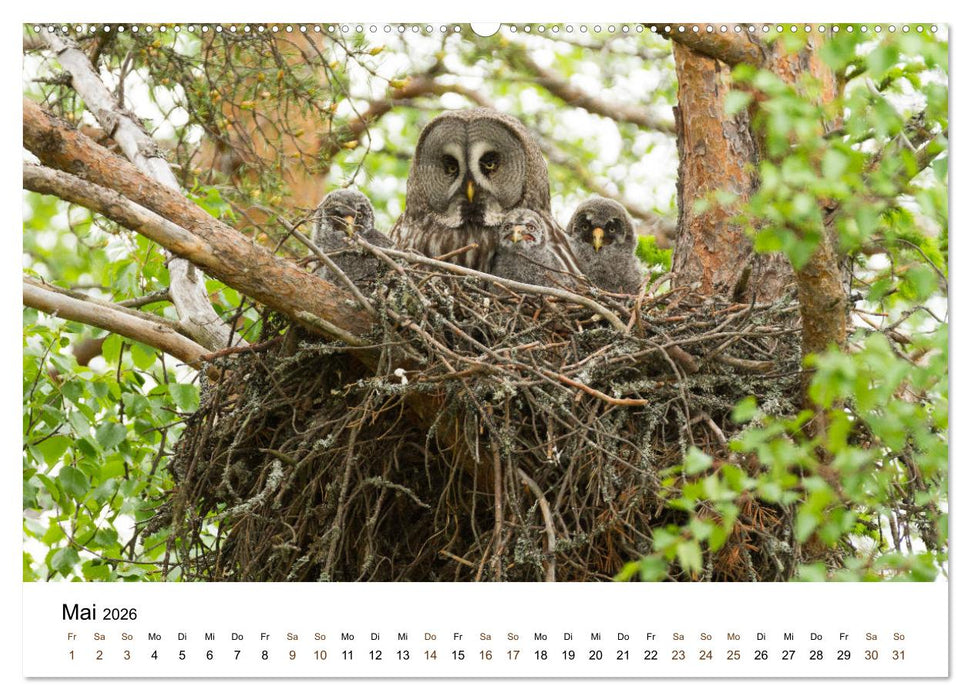 Finnland: eine tierische Entdeckungsreise (CALVENDO Premium Wandkalender 2026)