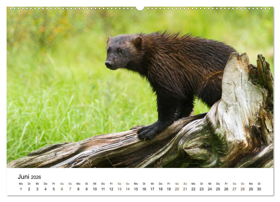 Finnland: eine tierische Entdeckungsreise (CALVENDO Premium Wandkalender 2026)