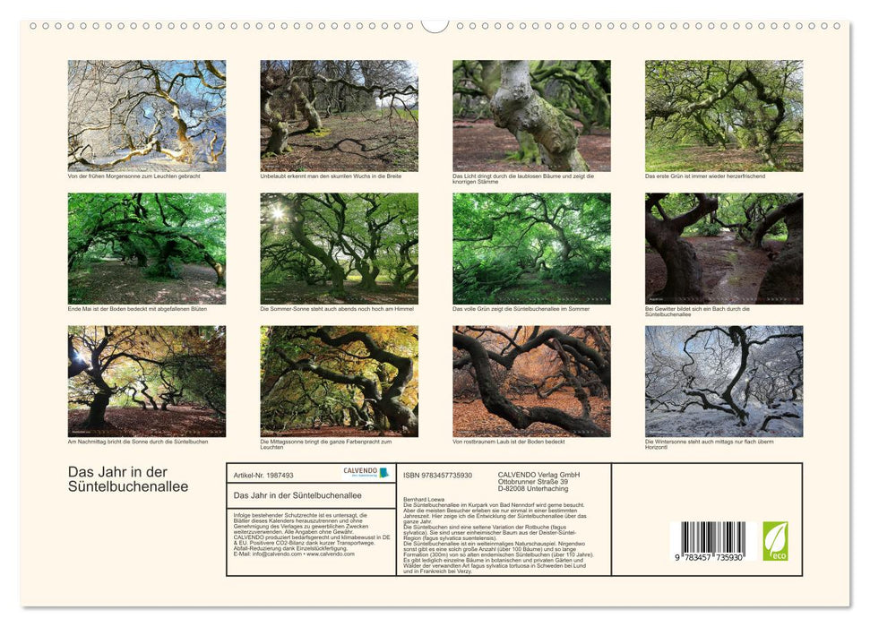 Das Jahr in der Süntelbuchenallee (CALVENDO Premium Wandkalender 2026)