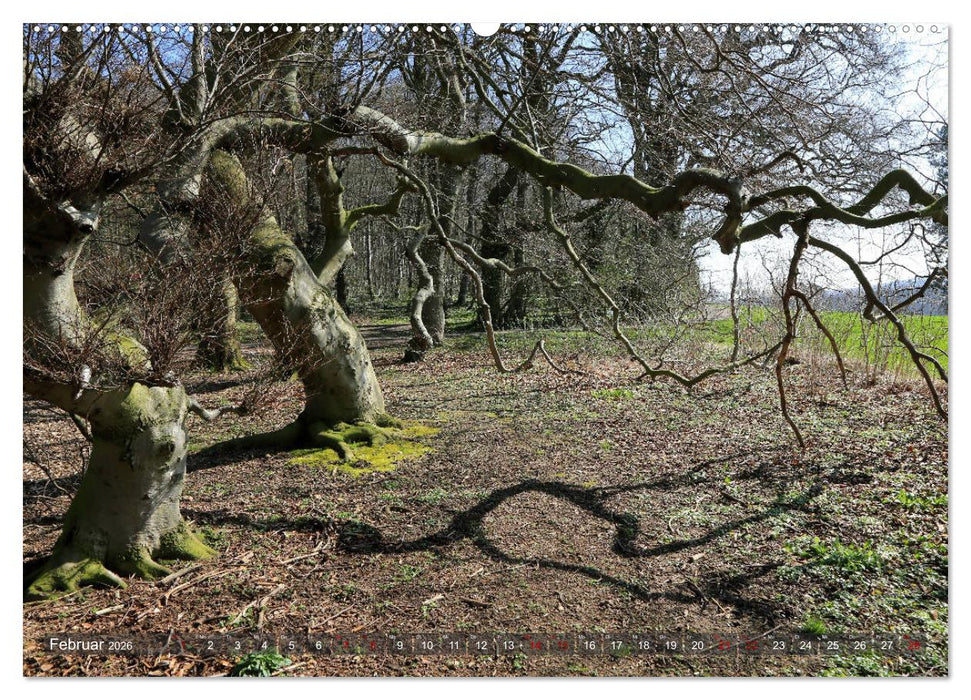 Das Jahr in der Süntelbuchenallee (CALVENDO Premium Wandkalender 2026)
