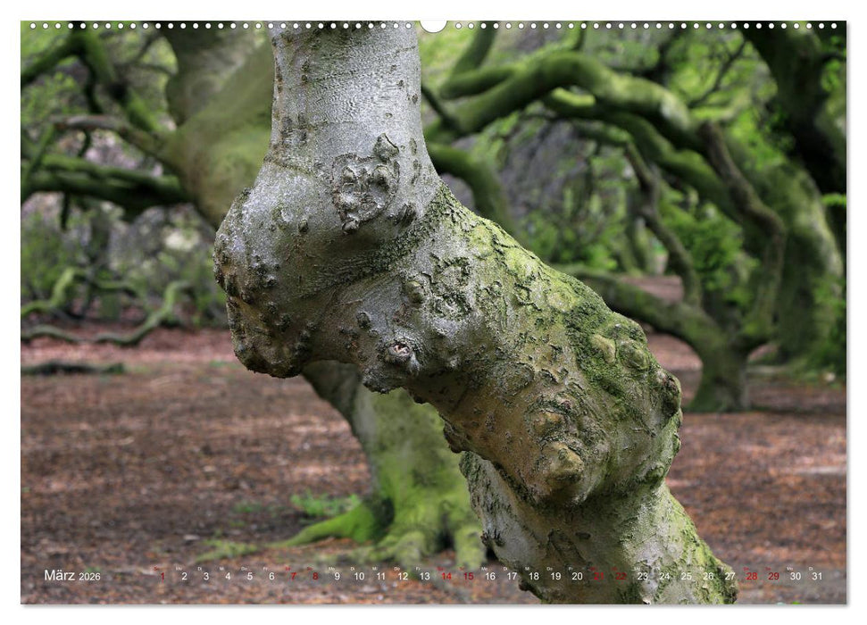 Das Jahr in der Süntelbuchenallee (CALVENDO Premium Wandkalender 2026)