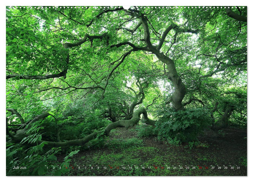 Das Jahr in der Süntelbuchenallee (CALVENDO Premium Wandkalender 2026)