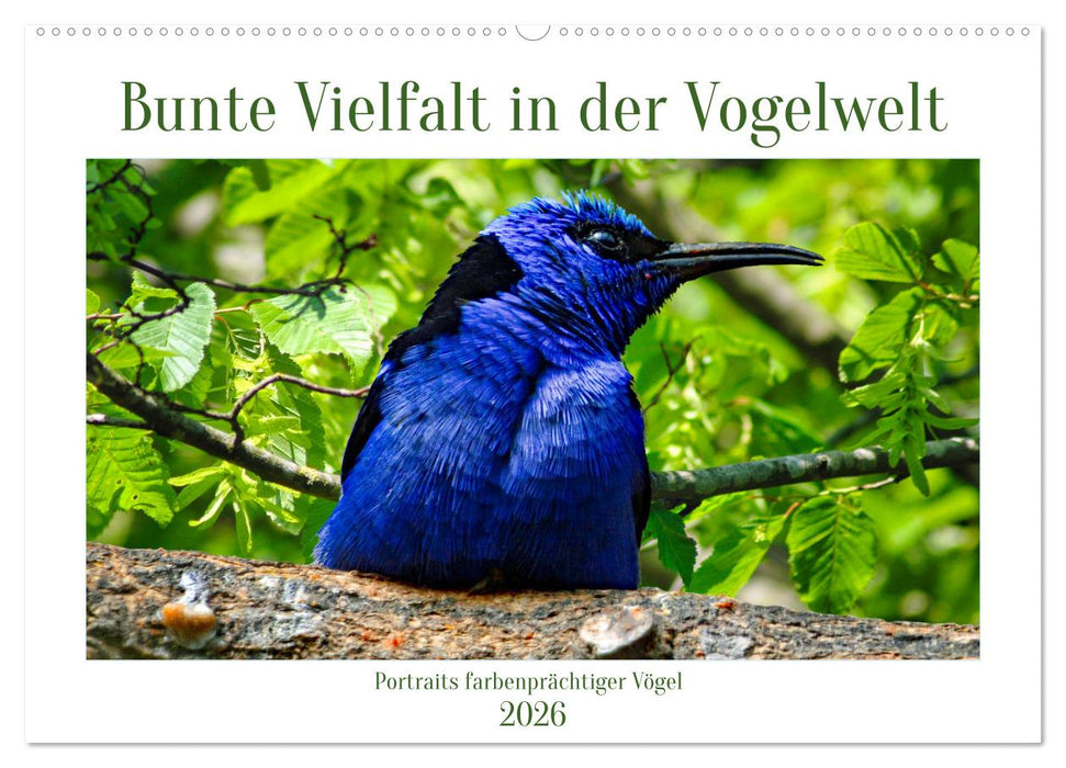 Bunte Vielfalt in der Vogelwelt (CALVENDO Wandkalender 2026)