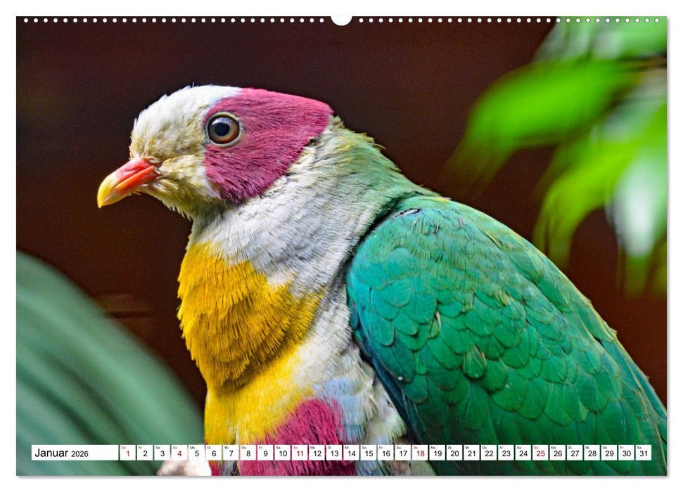Bunte Vielfalt in der Vogelwelt (CALVENDO Wandkalender 2026)