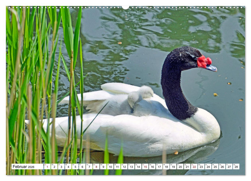 Bunte Vielfalt in der Vogelwelt (CALVENDO Wandkalender 2026)