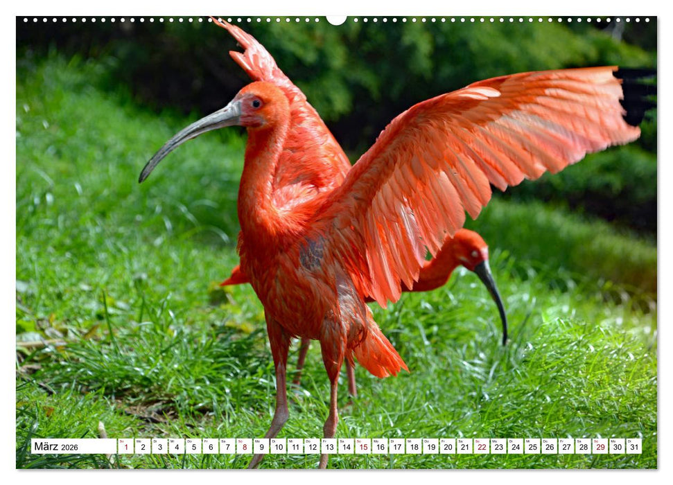 Bunte Vielfalt in der Vogelwelt (CALVENDO Wandkalender 2026)