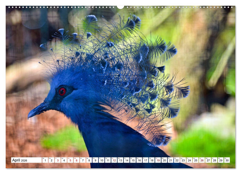 Bunte Vielfalt in der Vogelwelt (CALVENDO Wandkalender 2026)