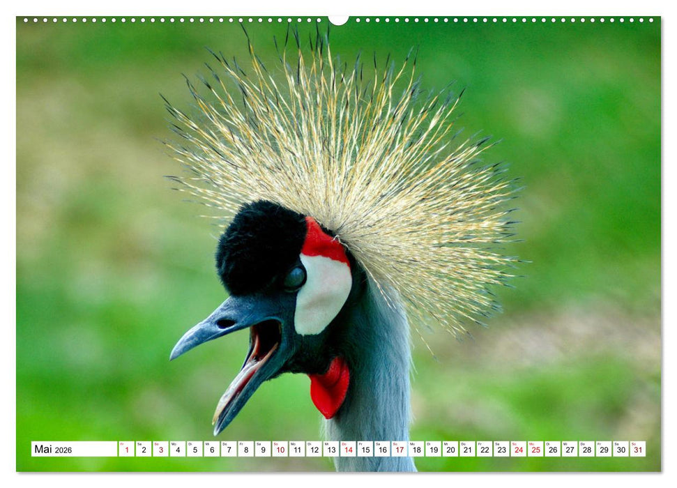 Bunte Vielfalt in der Vogelwelt (CALVENDO Wandkalender 2026)