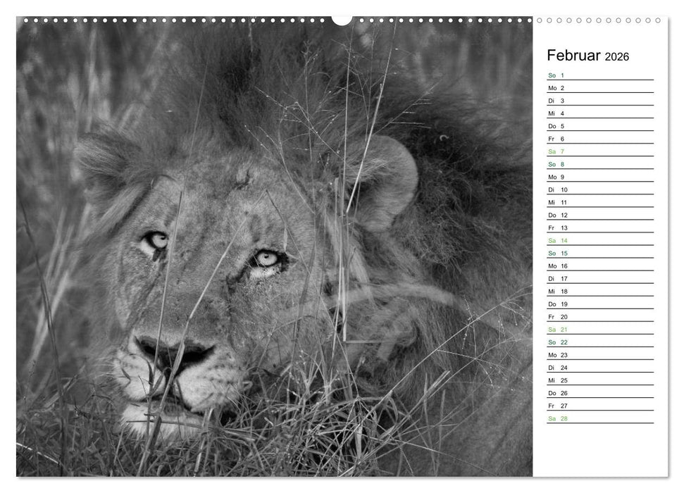 Löwen schwarz weiß (CALVENDO Premium Wandkalender 2026)