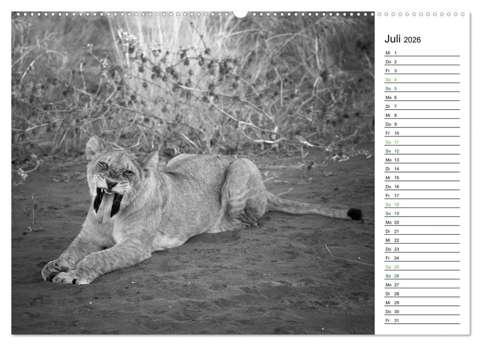 Löwen schwarz weiß (CALVENDO Premium Wandkalender 2026)