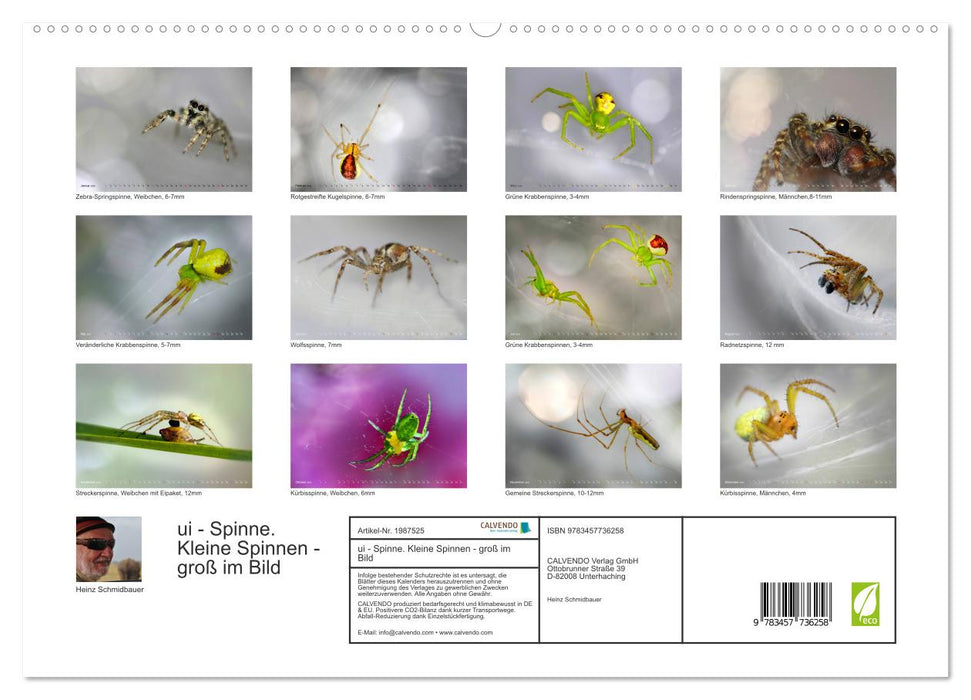 ui - Spinne. Kleine Spinnen - groß im Bild (CALVENDO Premium Wandkalender 2026)