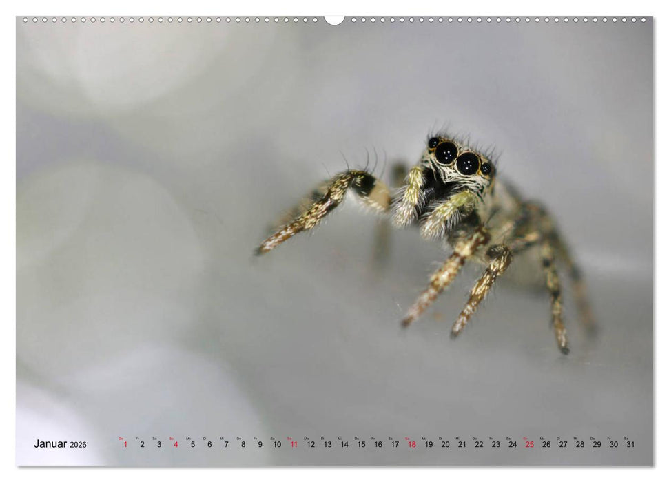 ui - Spinne. Kleine Spinnen - groß im Bild (CALVENDO Premium Wandkalender 2026)