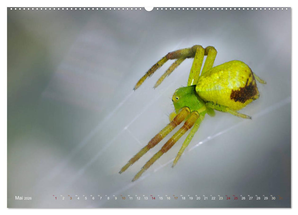 ui - Spinne. Kleine Spinnen - groß im Bild (CALVENDO Premium Wandkalender 2026)