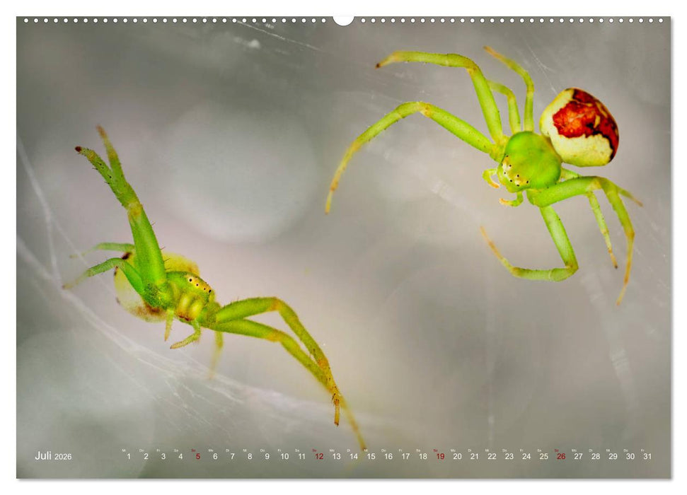 ui - Spinne. Kleine Spinnen - groß im Bild (CALVENDO Premium Wandkalender 2026)