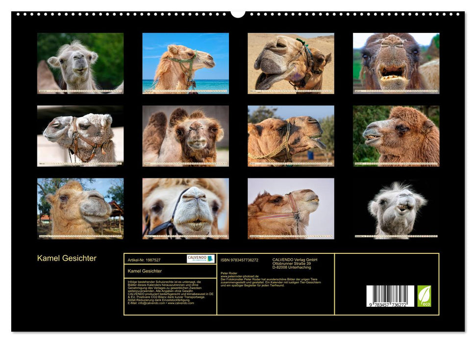Kamel Gesichter (CALVENDO Premium Wandkalender 2026)