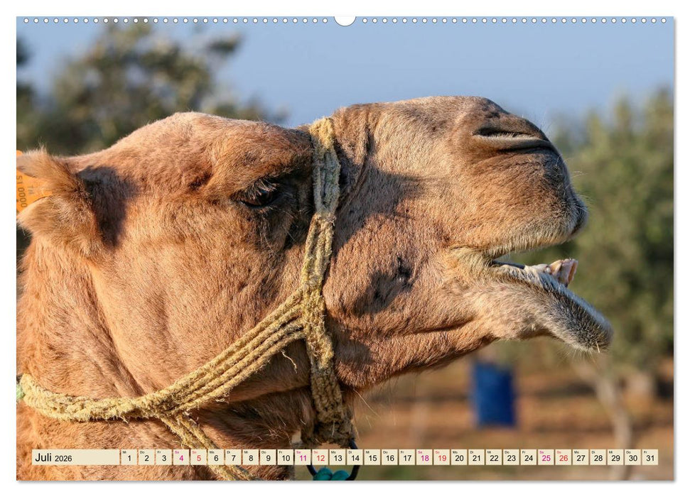 Kamel Gesichter (CALVENDO Premium Wandkalender 2026)