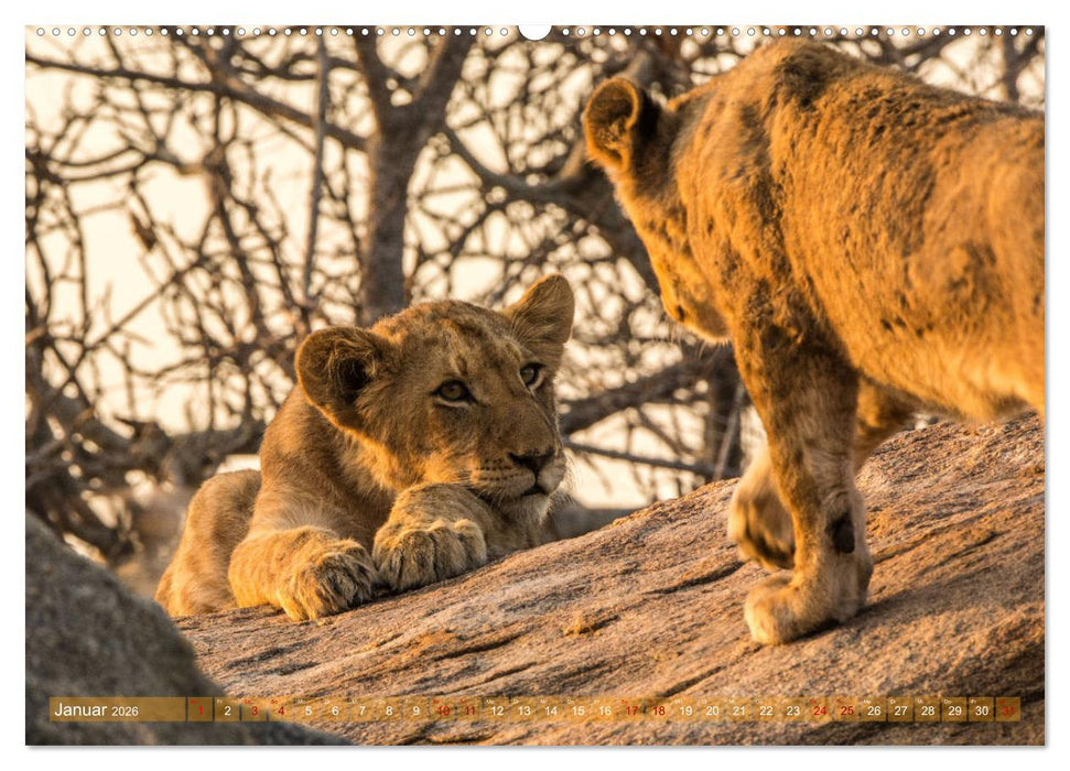 Die Welt der Löwen (CALVENDO Premium Wandkalender 2026)