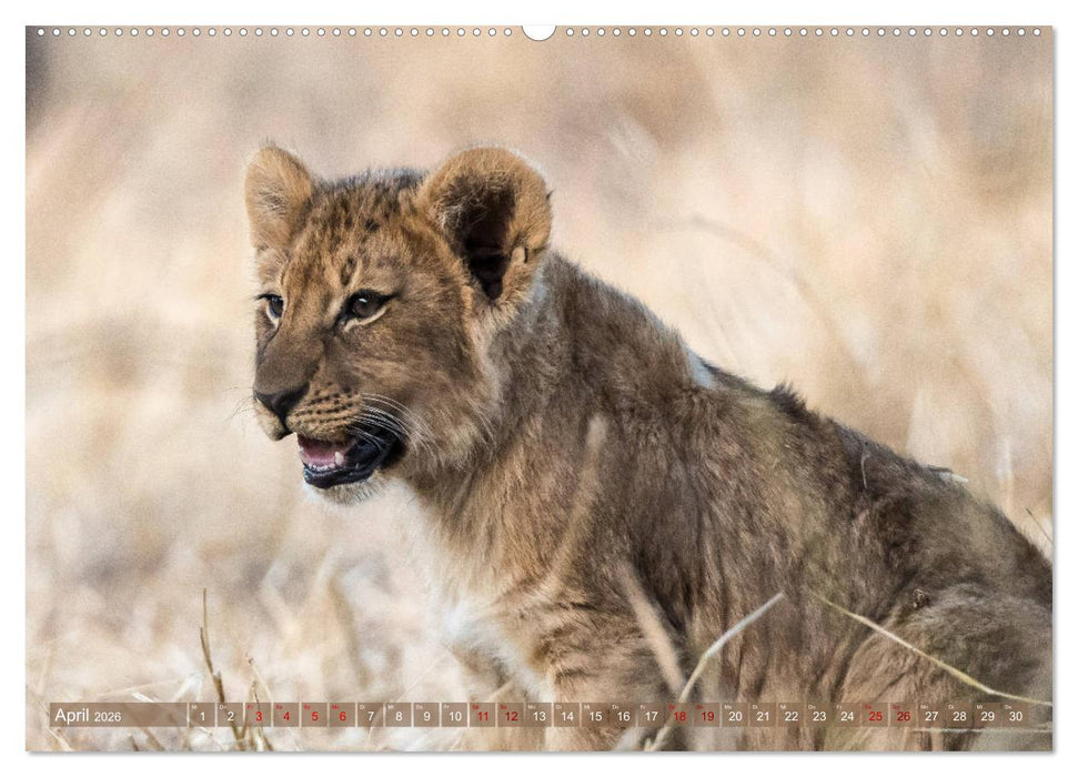 Die Welt der Löwen (CALVENDO Premium Wandkalender 2026)