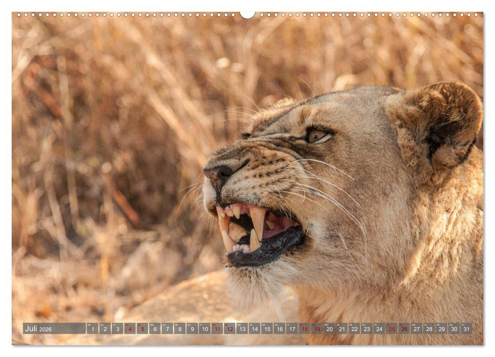Die Welt der Löwen (CALVENDO Premium Wandkalender 2026)