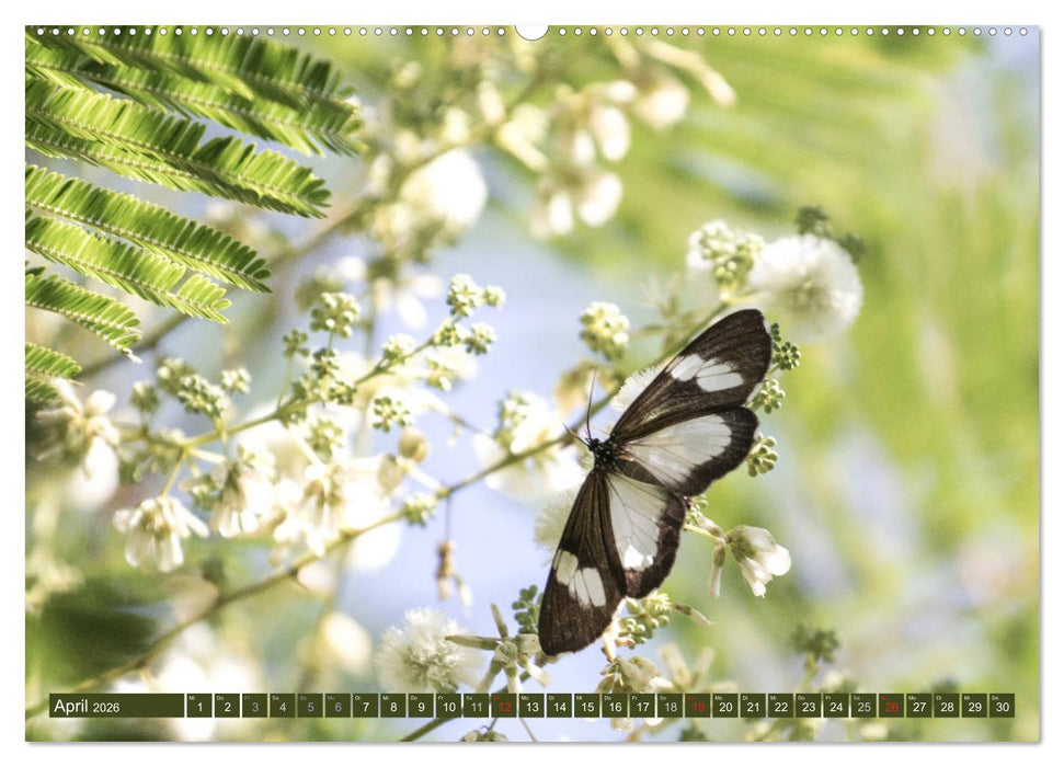 Geheimtipp Uganda (CALVENDO Premium Wandkalender 2026)