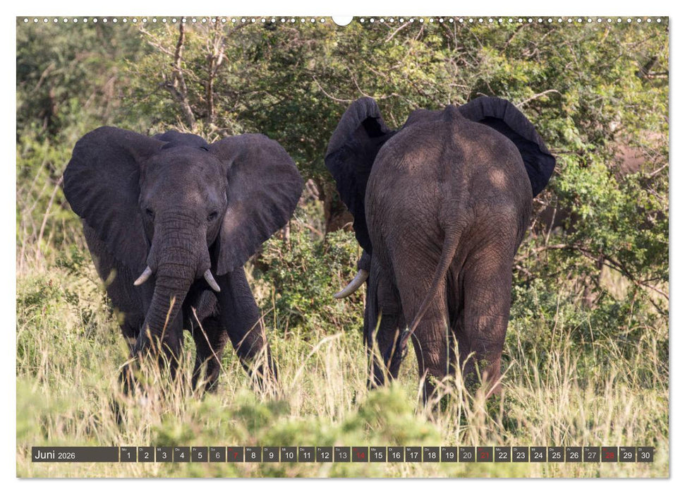 Geheimtipp Uganda (CALVENDO Premium Wandkalender 2026)