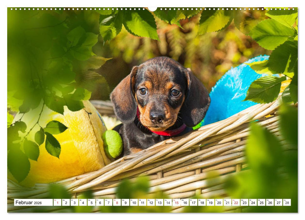 Dackelträumereien - Kleine Helden auf 4 Pfoten (CALVENDO Wandkalender 2026)