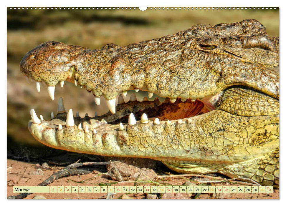 Urzeitreptilien - Krokodil (CALVENDO Premium Wandkalender 2026)