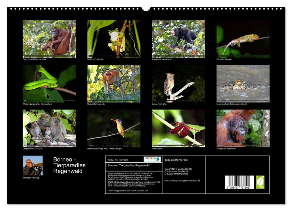 Borneo - Tierparadies Regenwald (CALVENDO Premium Wandkalender 2026)