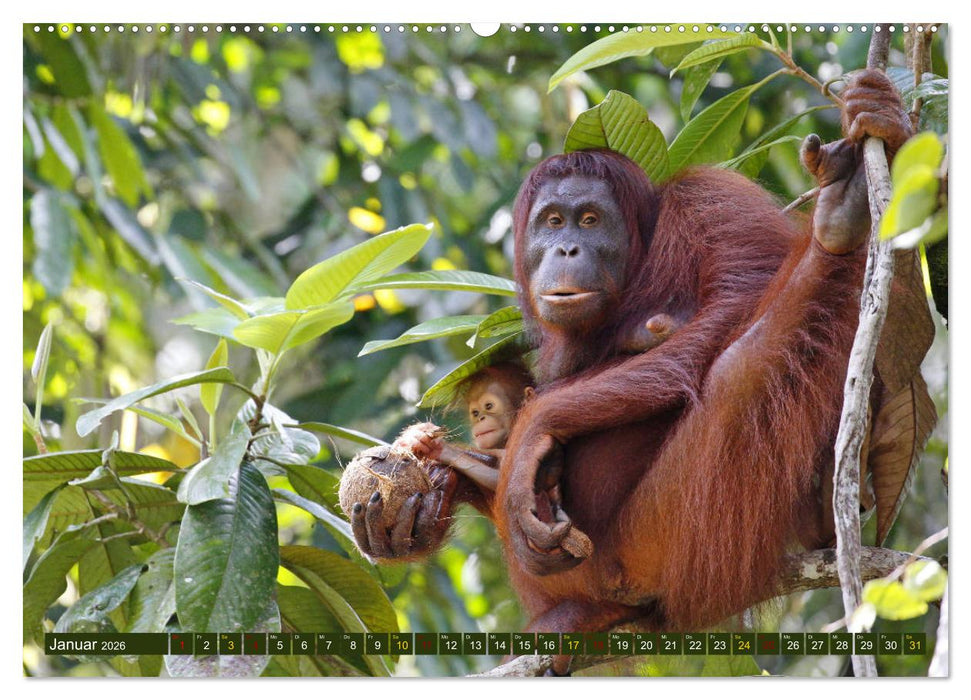 Borneo - Tierparadies Regenwald (CALVENDO Premium Wandkalender 2026)