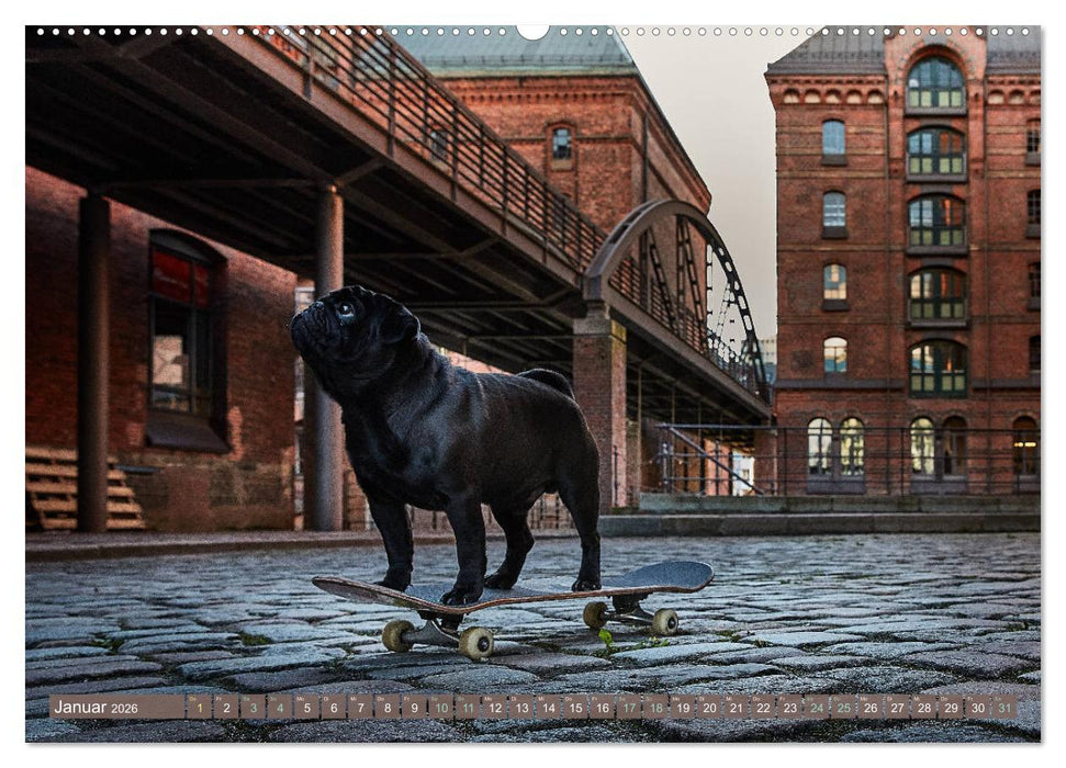 Hamburg - Stadt der Möpse (CALVENDO Premium Wandkalender 2026)