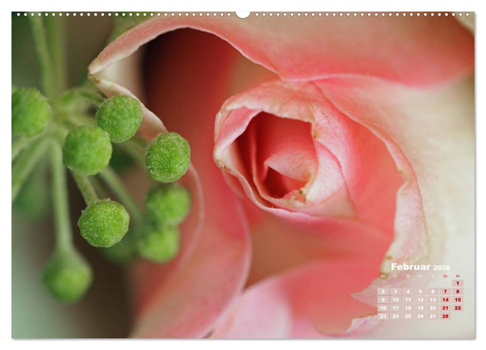Rosen, die Königin der Blumen (CALVENDO Wandkalender 2026)