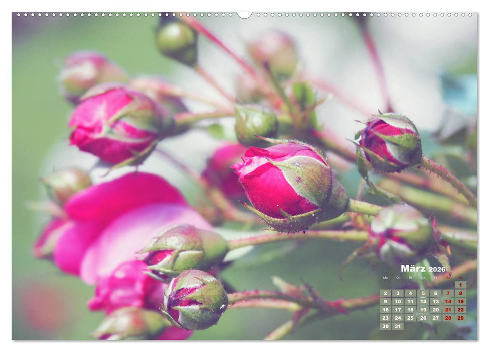 Rosen, die Königin der Blumen (CALVENDO Wandkalender 2026)