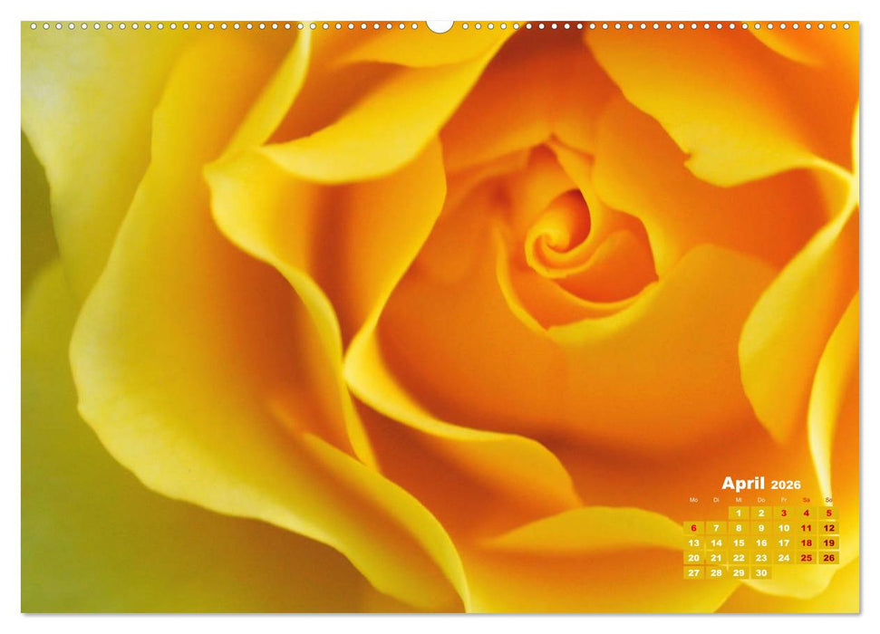 Rosen, die Königin der Blumen (CALVENDO Wandkalender 2026)