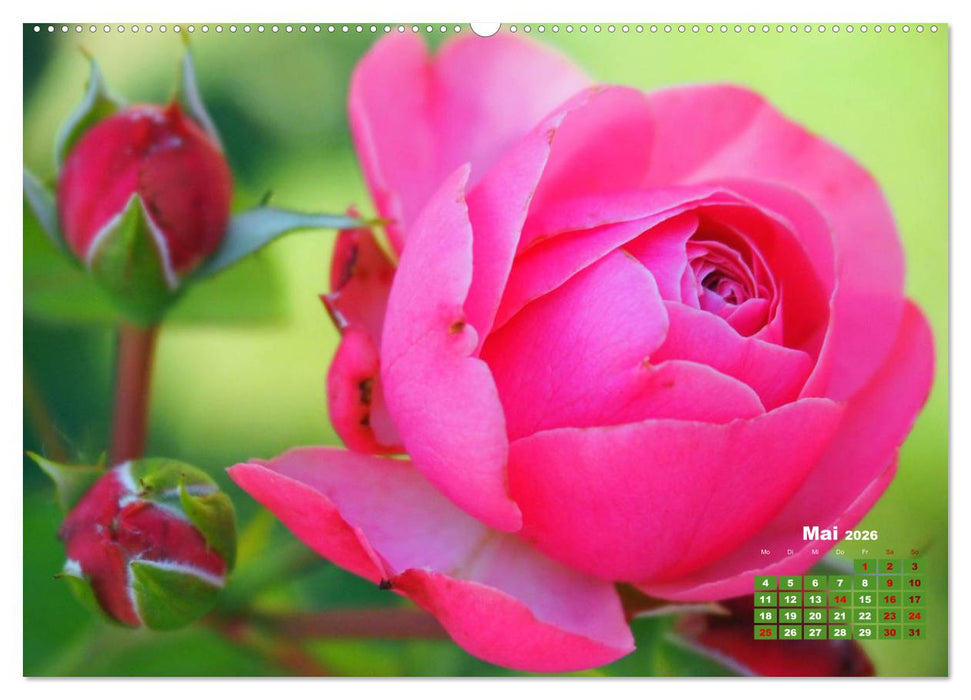 Rosen, die Königin der Blumen (CALVENDO Wandkalender 2026)